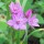 Allium oreophilum added by Shoot)