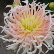 'Alfred Grille' is a semi-cactus dahlia.  It has dark-green, divided leaves and from late summer to mid autumn, bears large flowers with narrow petals that are yellow at the centre of the flower and orange-pink at the edge. Dahlia 'Alfred Grille' added by Shoot)