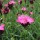Dianthus carthusianorum added by Shoot)