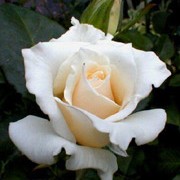 Pascali is a hybrid tea rose.  It is an upright shrub with dark-green, glossy leaves.  In summer and autumn, it bears lightly fragrant, double, creamy-white flowers. Rosa Pascali added by Shoot)