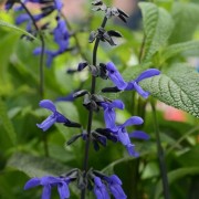  (22/06/2020) Salvia guaranitica 'Black and Blue' added by Shoot)