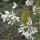  (09/02/2022) Amelanchier canadensis added by Shoot)