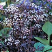 'Ravenswing' is an upright herbaceous perennial with attractive, deep purple, finely divided foliage.  From late spring to mid-summer, it bears dainty umbels of small white flowers with pink bracts. Anthriscus sylvestris 'Ravenswing' added by Shoot)