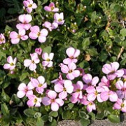 'Rosabella' is a dwarf, evergreen shrub with a spreading habit.  In spring, it produces small rose-pink flowers. Arabis x arendsii 'Rosabella' added by Shoot)