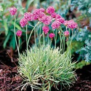 'Nifty Thrifty' is a compact, evergreen perennial forming a neat tuft of grass-like foliage edged in white.  It bears a cluster of pink-red flower globes on wiry stems in early summer. Armeria maritima 'Nifty Thrifty' added by Shoot)