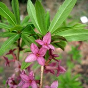var rubra is a mid-sized, deciduous shrub.  From late wnter to early spring, it bears fragrant, purple-red flowers, followed by red berries. Daphne mezereum var rubra added by Shoot)