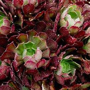'Blushing Beauty' is a succulent perennial with a beautiful green form with red edges producing multiple rosettes on a short stem, overall forming a dome shaped shrub. Aeonium 'Blushing Beauty'  added by Shoot)