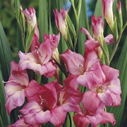 'Charming Beauty' is a cormous perennial, smaller than some other Gladiolus.  It has sword-shaped leaves and in summer, bears pink funnel-shaped flowers with cream throats on upright stems. Gladiolus 'Charming Beauty' added by Shoot)