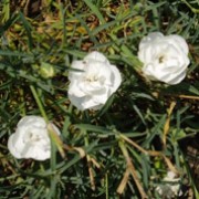 'Double North' is a small cushion-forming perennial with linear, grey-green evergreen leaves and double white fragrant flowers in summer. Dianthus 'Double North' added by Shoot)