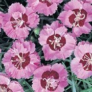 'Evening Star' is a small cushion-forming perennial with linear, grey-green evergreen leaves and bright pink flowers with maroon centres in late spring and summer.
 Dianthus 'Evening Star' added by Shoot)