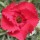  (08/04/2020) Dianthus 'Devon Xera' added by Shoot)