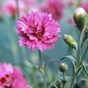 'Morning Star' is a small cushion-forming perennial with linear, grey-green evergreen leaves and double pink flowers in late spring through autumn.
 Dianthus 'Morning Star' added by Shoot)