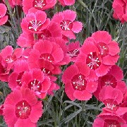 'Red Dwarf' is a small cushion-forming perennial with linear, grey-green evergreen leaves and red flowers with maroon centres and white stamens in summer.
 Dianthus 'Red Dwarf' added by Shoot)