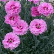 'Pop Star' is a small, cushion-forming perennial with linear, grey-green evergreen leaves and deeply fringed fragrant lavender flowers with a rose-pink centre in summer.
 Dianthus 'Pop Star' added by Shoot)