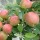 'Laxton's Superb' is an apple tree with pink flowers in summer, followed by medium to large, sweet, juicy dessert apples with a fine, firm texture in late autumn.  Malus domestica 'Laxton's Superb' added by Shoot)