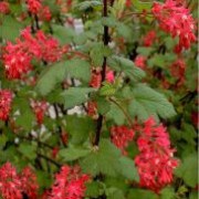 'King Edward VII' is a compact, upright deciduous shrub wth lobed foliage.  In spring, before its leaves have emerged, it bears clusters of dark-red flowers, followed by blue-black berries in summer. Ribes sanguineum 'King Edward VII' added by Shoot)