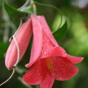 Lapageria rosea added by Shoot)
