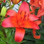 'Gran Paradiso' is a clump-forming, bulbous perennial with upright leafy stems that are flushed red.  In summer, it bears large burnt orange funnel shaped flowers. Lilium 'Gran Paradiso' added by Shoot)