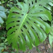  (16/12/2020) Monstera deliciosa added by Shoot)