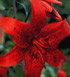 Lilium lancifolium 'Red Tiger'