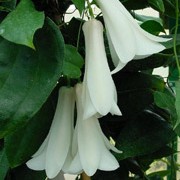 'Alba' is an evergreen climbing shrub with dark-green ovate leaves. In summer and autumn, it bears dainty, long, white, pendant, bell-shaped flowers. Lapageria rosea 'Alba' added by Shoot)