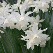 'Thalia' is a bulbous perennial with dark-green, strap-shaped leaves.  In mid-spring, it bears up to four fragrant, white, trumpet-shaped flowers. Narcissus 'Thalia' added by Shoot)
