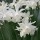 'Thalia' is a bulbous perennial with dark-green, strap-shaped leaves.  In mid-spring, it bears up to four fragrant, white, trumpet-shaped flowers. Narcissus 'Thalia' added by Shoot)