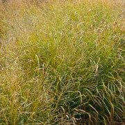'Strictum' Is a dense, upright grass with green leaves that turn yellow in autumn.  It has red-purple flower plumes and seed heads from summer to early winter. Panicum virgatum 'Strictum' added by Shoot)