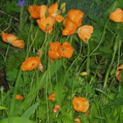 Papaver spicatum added by Shoot)