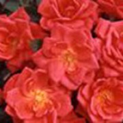 Coral Reef Miniature Patio Rose Supplied in a 3L Pot