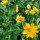 ‘Nana’ is an evergreen, creeping, herbaceous perennial with green foliage and yellow flowers from spring to mid-summer.  Coreopsis auriculata 'Nana' added by Shoot)