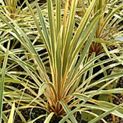 'Torbay Sparkler’ is a spiky formed perennial that starts with long, graceful, sword shaped leaves that are green and creamy white with a salmon red vein at the base, growing into a tree form with time.  Cordyline australis 'Torbay Sparkler' added by Shoot)