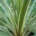 'Sparkler' is a is a spiky formed perennial that starts with long, graceful, sword shaped leaves that are green with cream stripes and margins, growing into a tree form with time.  Cordyline 'Sparkler' added by Shoot)