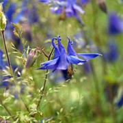 Aquilegia alpina added by Shoot)
