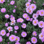 'Little Pink Beauty' is a compact, mound-forming perennial with narrow mid-green leaves and bright mauve-pink flowers in autumn. Aster novi-belgii 'Little Pink Beauty' added by Shoot)