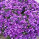 Symphyotrichum novi-belgii 'Purple Dome'