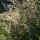 Artemisia lactiflora 'Guizhou' Added by Nicola