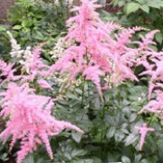 'Bressingham Beauty' is a tall, spreading perennial with bronze-flushed, divided dark green leaves and panicles of bright pink flowers in midsummer. Astilbe x arendsii 'Bressingham Beauty' added by Shoot)