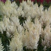 'White Gloria' is a tall, vigorous perennial with finely divided, mid-green leaves and large panicles of white flowers in late summer and early autumn. Astilbe x arendsii 'White Gloria' added by Shoot)