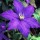 'Rhapsody' is a compact, self-clinging, semi-herbaceous perennial climber with green leaves and fragrant, deep blue flowers with yellow stamens in summer. Clematis 'Rhapsody' added by Shoot)