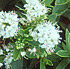 Hebe stenophylla 'White Lady'