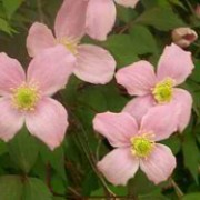 'Superba' is a climbing perennial with green tri-pinnate leaves and rose pink flowers with yellow anthers from spring to summer. Clematis montana var. rubens 'Superba' added by Shoot)