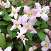 'Odorata' is a vigorous climbing perennial with green leaves and twisted, vanilla scented, pale pink flowers with a deeper pink central vein and yellow centre from late spring to early summer.  Clematis montana var. rubens 'Odorata'  added by Shoot)