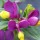  (27/01/2017) Polygala chamaebuxus var. grandiflora added by Shoot)