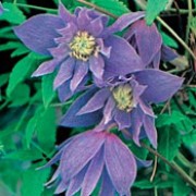  C. macropetala is a deciduous, perennial climber with green, palmate leaves and open, bell-shaped, violet-blue semi-double flowers in spring and early summer, followed by attractive seed-heads.  Clematis macropetala added by Shoot)