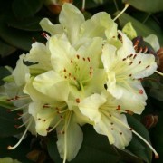  (27/03/2018) Rhododendron 'Shamrock' added by Shoot)