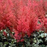 'Catherine Deneuve' is a tall, clump-forming perennial with divided dark green leaves and panicles of bright rose-pink flowers in midsummer.
 Astilbe 'Catherine Deneuve' added by Shoot)