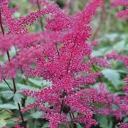'Serenade' is an upright, clump-forming perennial with deeply divided dark green leaves and spikes of rose-pink flowers in late summer. Astilbe chinensis var. pumila 'Serenade' added by Shoot)