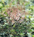 Astilbe simplicifolia 'Inshriach Pink'