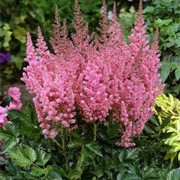 'Vision in Pink' is a robust perennial with large, fern-like blue-green leaves and pink flower spikes in mid to late summer. Astilbe chinensis 'Vision in Pink' added by Shoot)